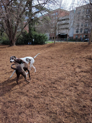 North Hills Dog Park