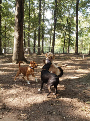 Oakwood Dog Park
