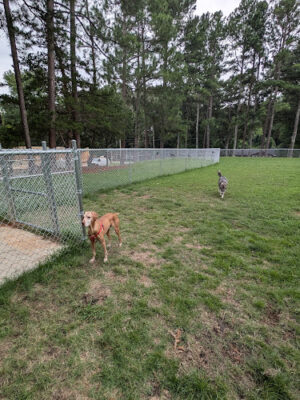 Roberts Park Dog Park