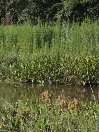 Wooten Meadow Park - Raleigh, NC
