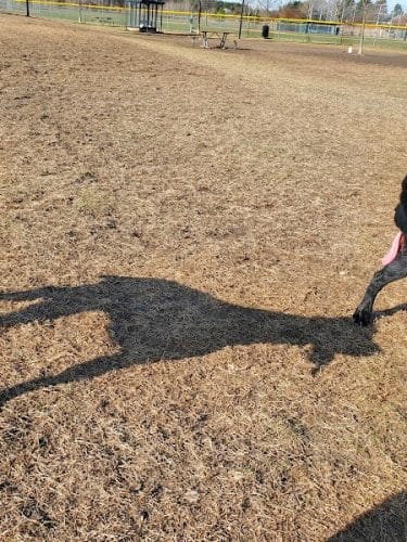 Alpine Dog Park