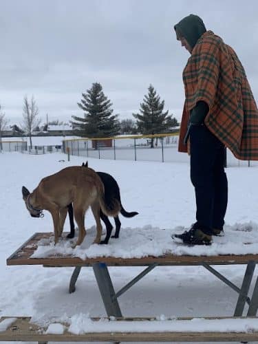 Alpine Dog Park