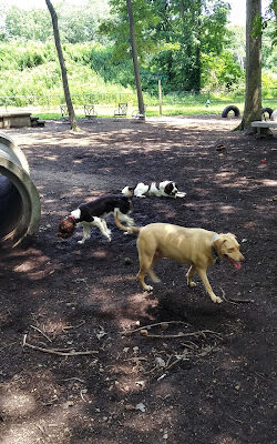 Randolph Dog Park
