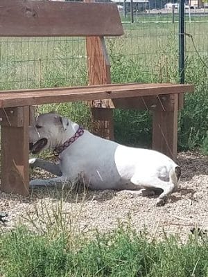 Raton dog park