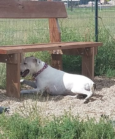 Raton dog park
