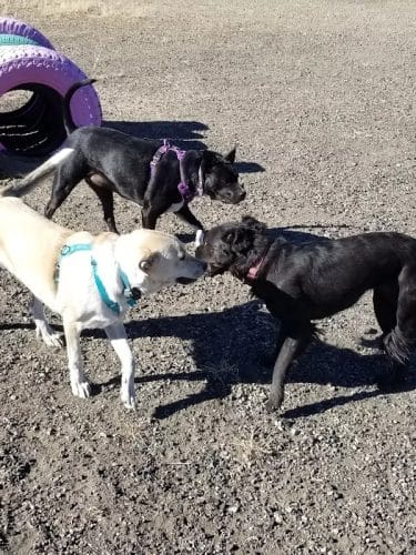 Raton dog park