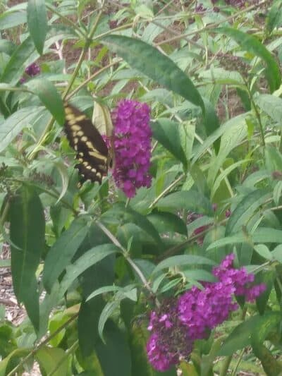 Conklin Park - Ravenna,