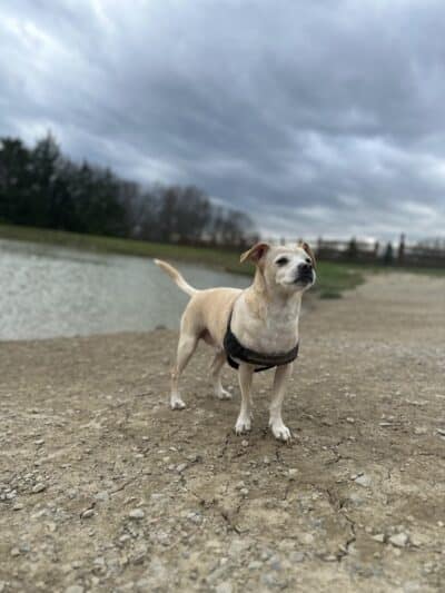 West Branch Dog Park - Ravenna,