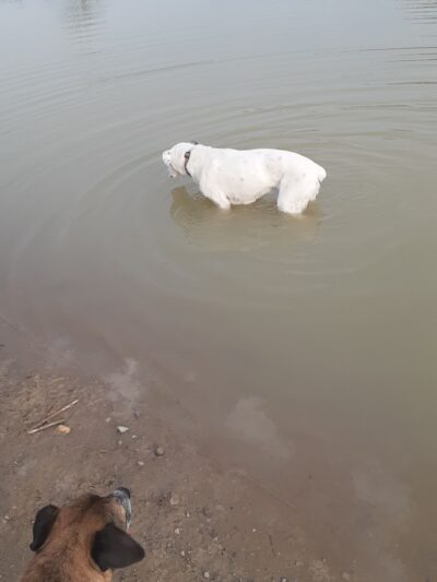 West Branch Dog Park - Ravenna,