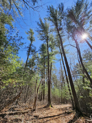 Raynham State Forest