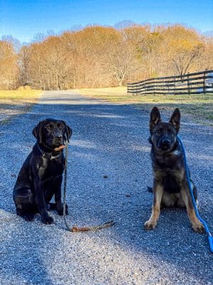 Red Dog Kennels