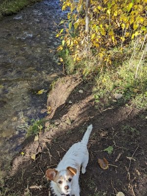 Double Ditch Dog Park