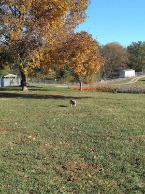 Red Oak Dog Park
