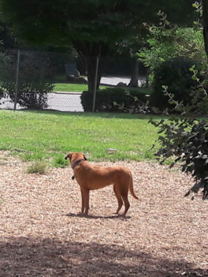 BARC Park