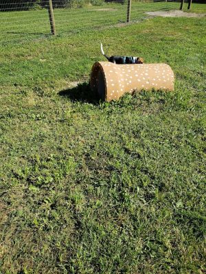 Rensselaer Dog Park