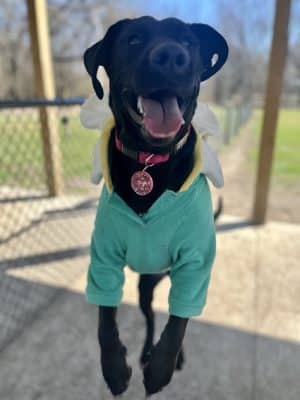 Rensselaer Dog Park