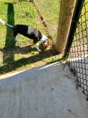 Rensselaer Dog Park