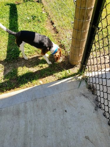 Rensselaer Dog Park