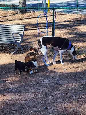 Barkyard Dog Park