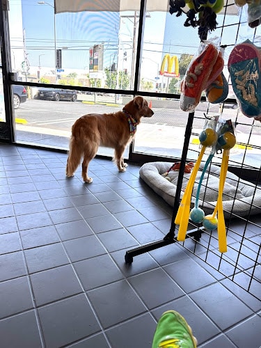 DIY Pet Self Wash ( Do it yourself pet self wash)