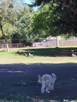 Reseda Park Lake