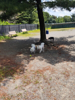 Baron Cameron Dog Park