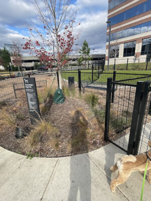 Canis Major Dog Park