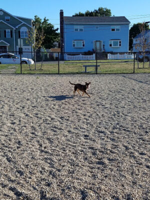 Paws & Play Dog Park