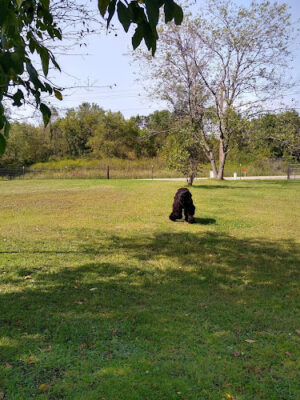 Dog Park of Richland Center