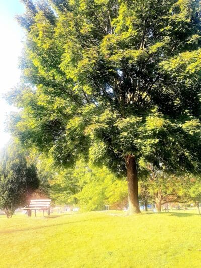 Beebe Street Park - Richmond,