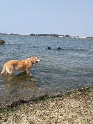 Point Isabel Dog Park