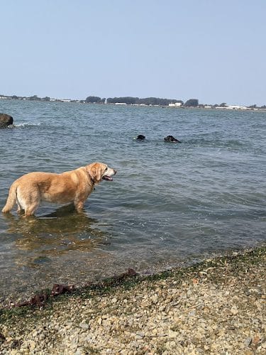 Point Isabel Dog Park