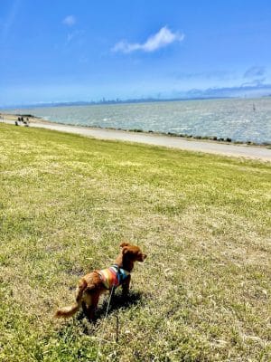Point Isabel Dog Park