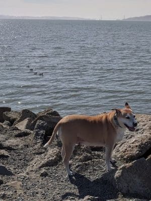 Point Isabel Dog Park