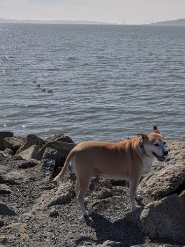 Point Isabel Dog Park
