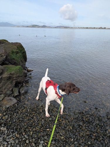 Point Isabel Dog Park