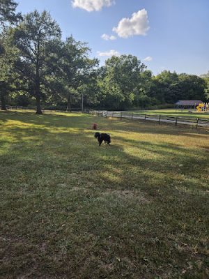Wiggly Field Dog Park