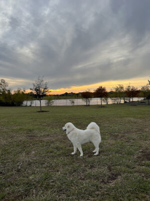 Harvest Green Dog Park