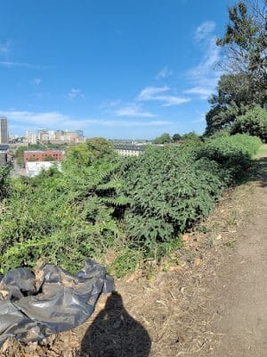 Grace Street Park