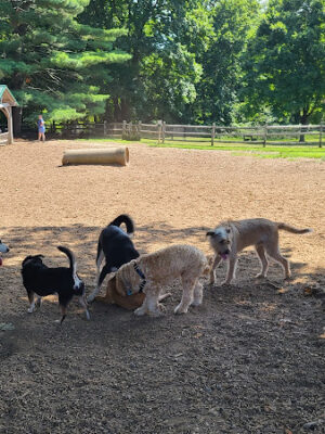 Bark Park Dog Park