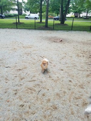 Saddle River County Park-Wild Duck Pond Area