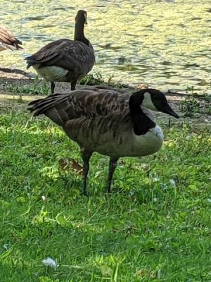 Saddle River County Park-Wild Duck Pond Area