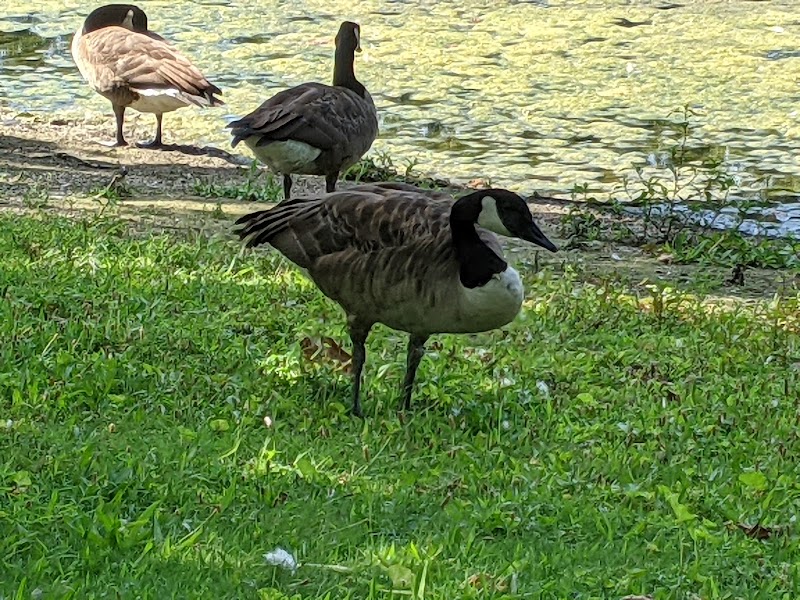 Saddle River County Park-Wild Duck Pond Area - Ridgewood, NJ