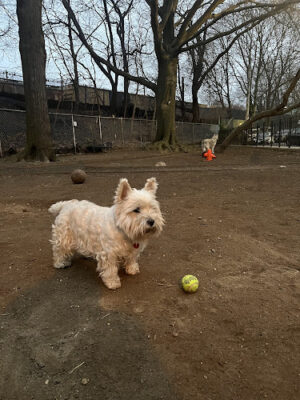 Mafera Dog Park