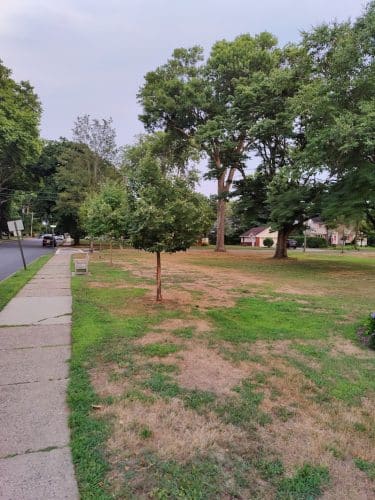 Leuning Park