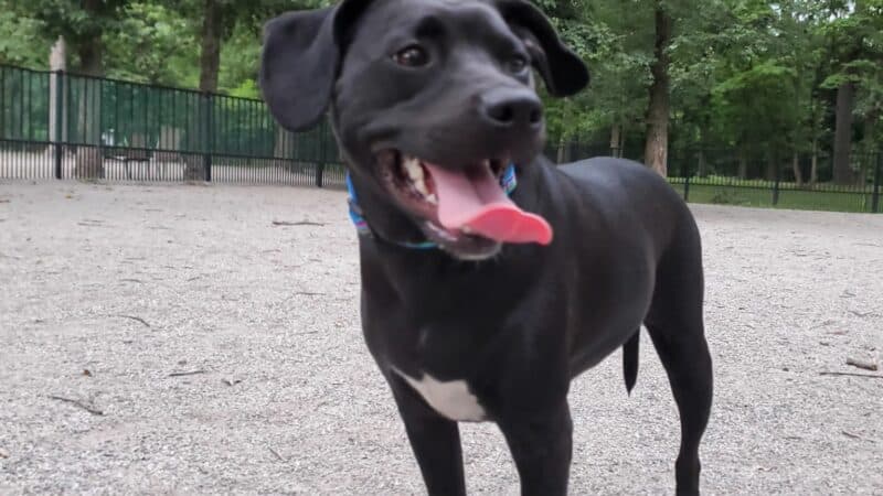 Ridgewood Dog Park - Ridgewood, NJ