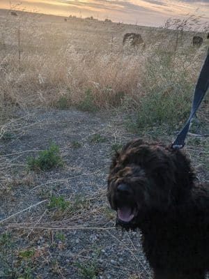 Dog park