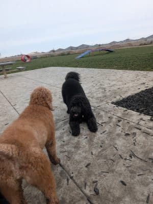Dog park