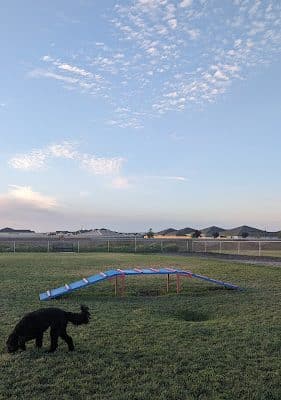 Dog park