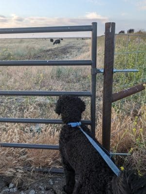 Dog park
